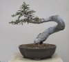 Chinese elm mallsai.jpg