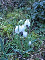 Galanthus-nivalis_220202a.jpg