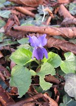 violette_220217a.jpg