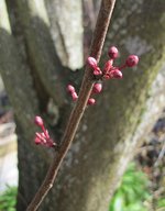 prunus-pissard_220217a.jpg