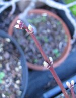 acer-sieboldianum-NI_220217a.jpg