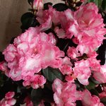 walmart azalea.jpg