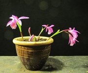 pleione_210410a.jpg