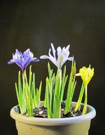 iris-reticulata_220302a.jpg