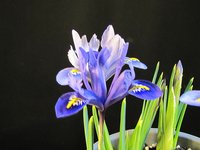 iris-reticulata_220302b.jpg