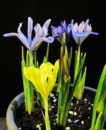 iris-reticulata_220302c.jpg