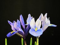 iris-reticulata_220302d.jpg