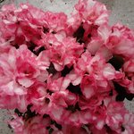 pink azalea.jpg