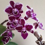 little phal.jpg