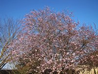 prunus-pissard_220307a.jpg