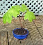 photo-japanese-bonsai-sycamore-tree-now-its-th-year-growth-potted-small-blue-ceramic-bonsai-po...jpg