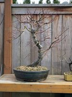 JAH japanese maple in Nao pot.jpg