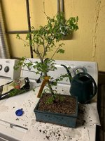 brazilian rain tree after repotting.jpg