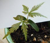 palmatum_seedling2.jpg