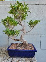 Ficus.jpg