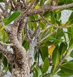 Ficus closeup.jpg