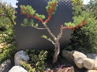 Italian Stone Pine.jpg