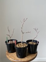 Canada-Bonsai-Japanese-Maple-Acer-palmatum-Beni-Chidori-Benichidori-1.jpeg