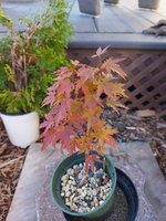 Acer Palmatum 2.jpg