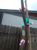 MWC Eastern Redbud 03 April 2022 A.jpg