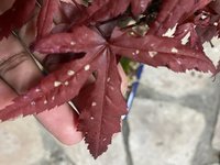 spots on japanese maple leaves: causes and solutions