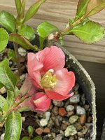 J.Quince flower.JPG