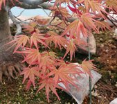 acer palmatum beni tsukasa 2022 04 13 004.JPG