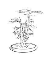 Bonsai 3 Trunk Sketch copy.jpg