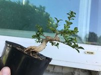 boxwood bonsai.jpg