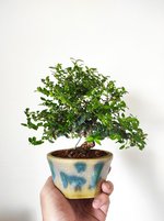 lonicera shohin 1 2022 1.jpg.jpg