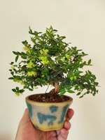 lonicera shohin 1 2022 3.jpg