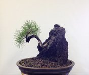 Shore Pine Front.JPG