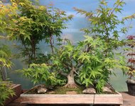 acer palmatum beni tsukasa 2022 05 11 001.jpg