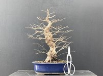 bonsai-carpinus-turczaninovii-18886-1.jpg