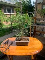 Japanese Black Pine.jpg