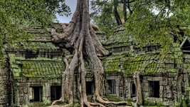 angkor-temple-tree.jpg