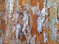 04b-chinese-elm-bark.jpg