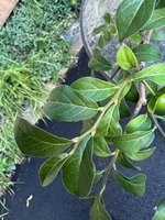 IMG_1576(1).JPEG