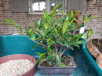 ficus-bonsai-01.jpg