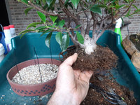 ficus-bonsai-03.jpg