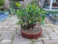 ficus-bonsai-05.jpg