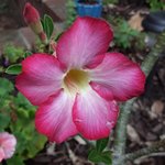 desert rose 7-9.jpg