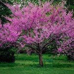 eastern-redbud.jpg