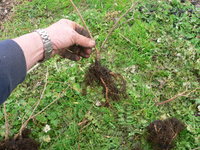 Chinese elm root cuttings 1yo 02.JPG