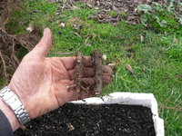 elm root cuttings 2017 2.JPG