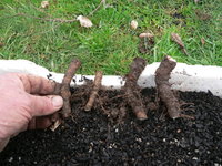 elm root cuttings 2017 3.JPG