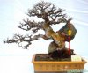 Bonsai-tren-da-hinh-5-630x523.jpg