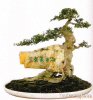 Bonsai-tren-da-hinh-11-549x588.jpg