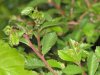 leaf gall on elms 003.jpg