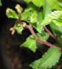 leaf gall on elms 001.jpg